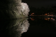 彦根城の夜桜③