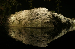 彦根城の夜桜①