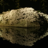 彦根城の夜桜①