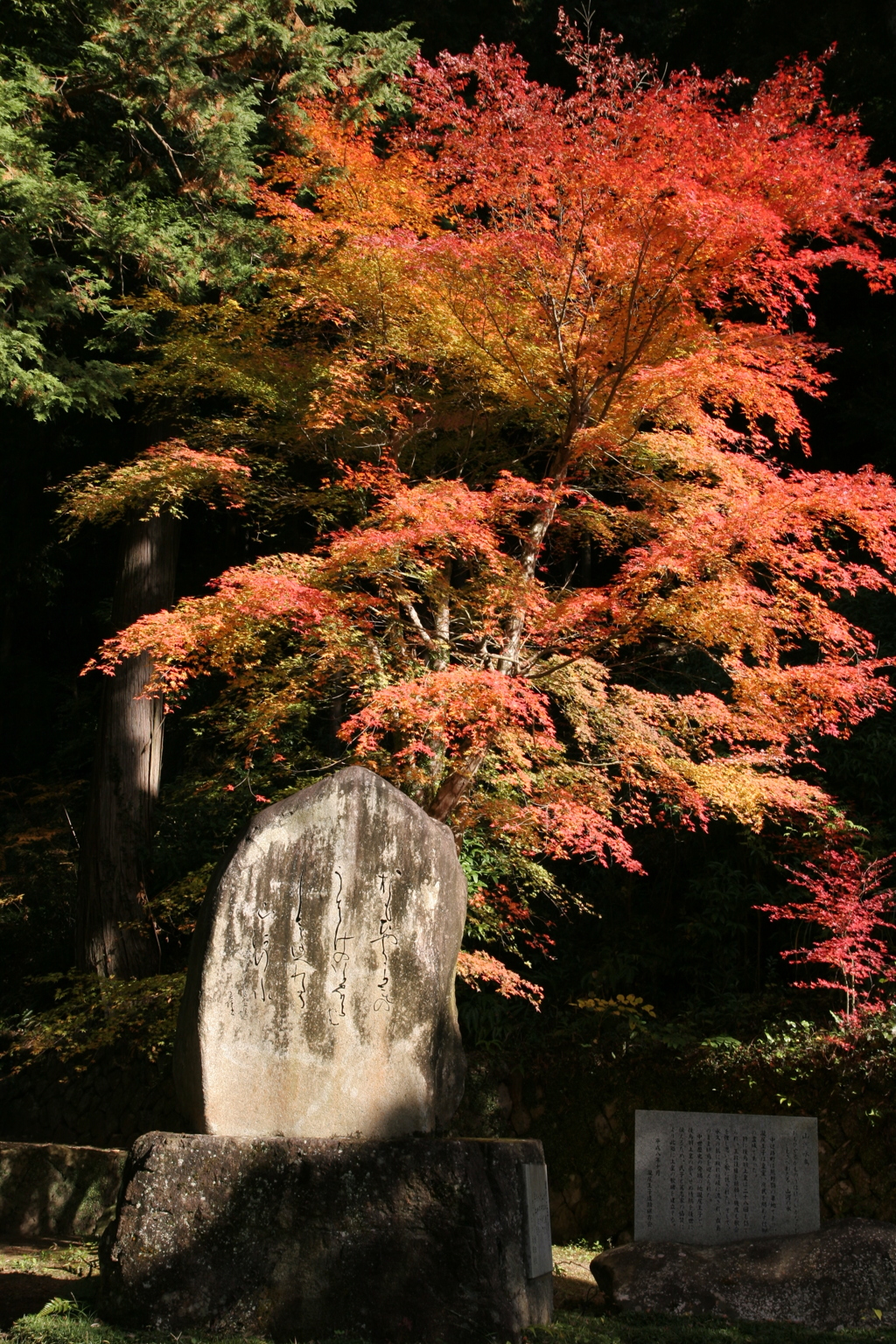 2007年南紀　紅葉