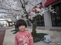桜咲き誇り生まれてくるその日まで。。。
