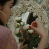 白いバラ　asaka　⑤
