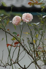 秋・雑感