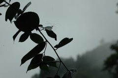 rainy