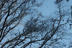 点景　　枝・空