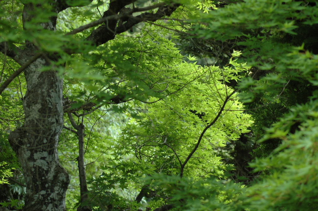 点景・　神社、梅雨曇り