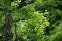 点景・　神社、梅雨曇り