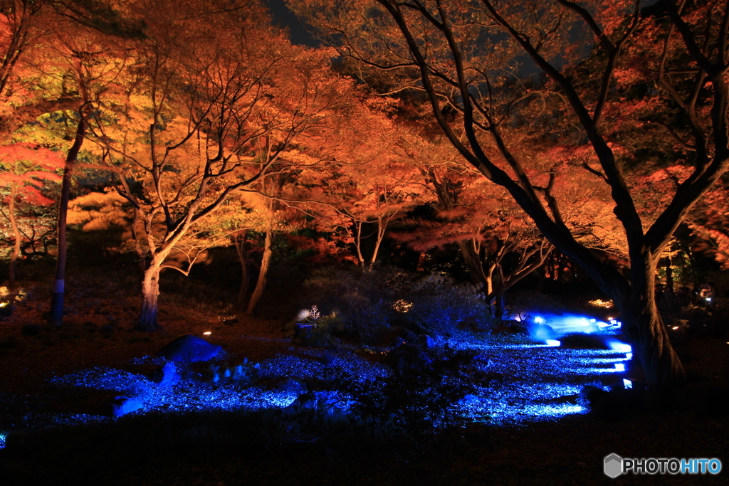 六義園　紅葉ライトアップ