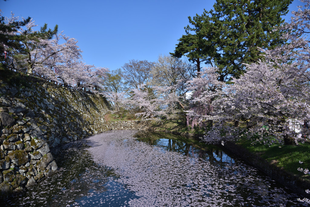 桜と石垣