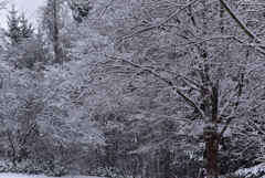 雪化粧