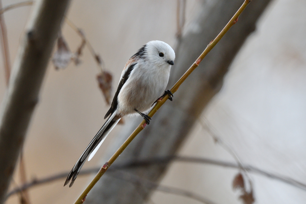 Long tailed Tit