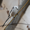 Long tailed Tit