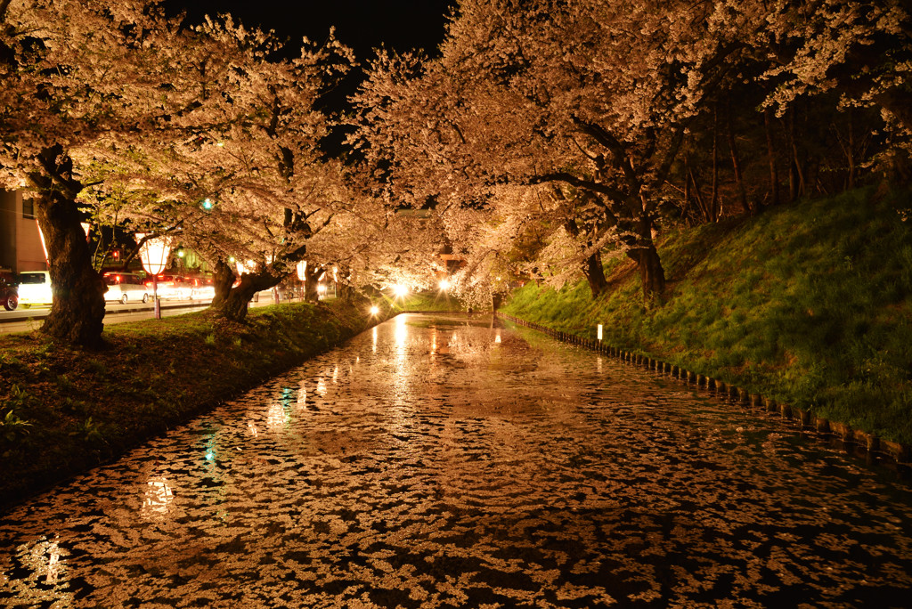 夜桜