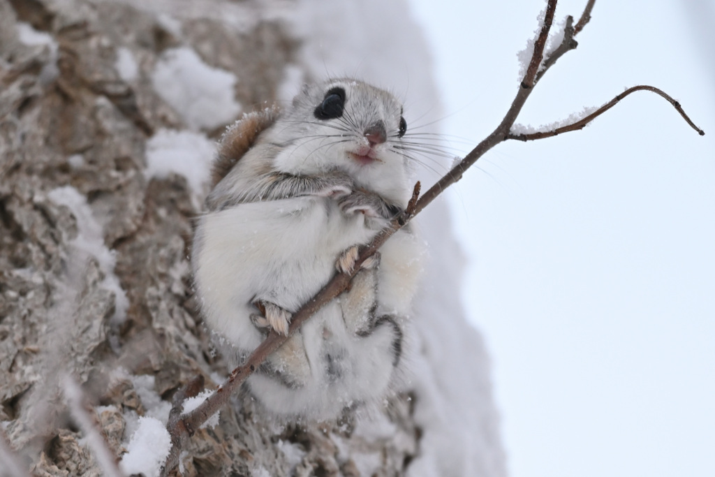 雪モモ