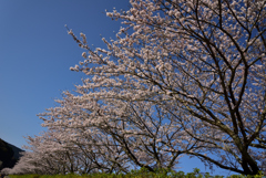 春爛漫　その４