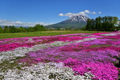 芝桜と羊蹄山