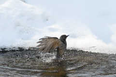 ヒヨちゃんの行水