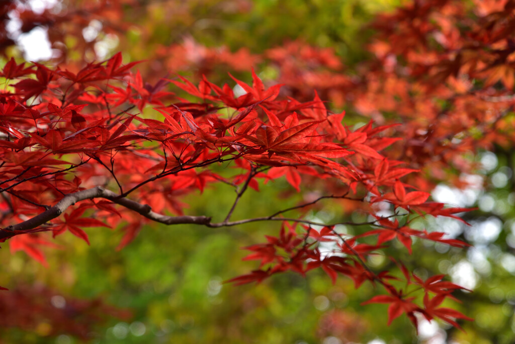 鮮紅