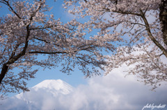 桜とちょい富士