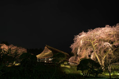 夜桜