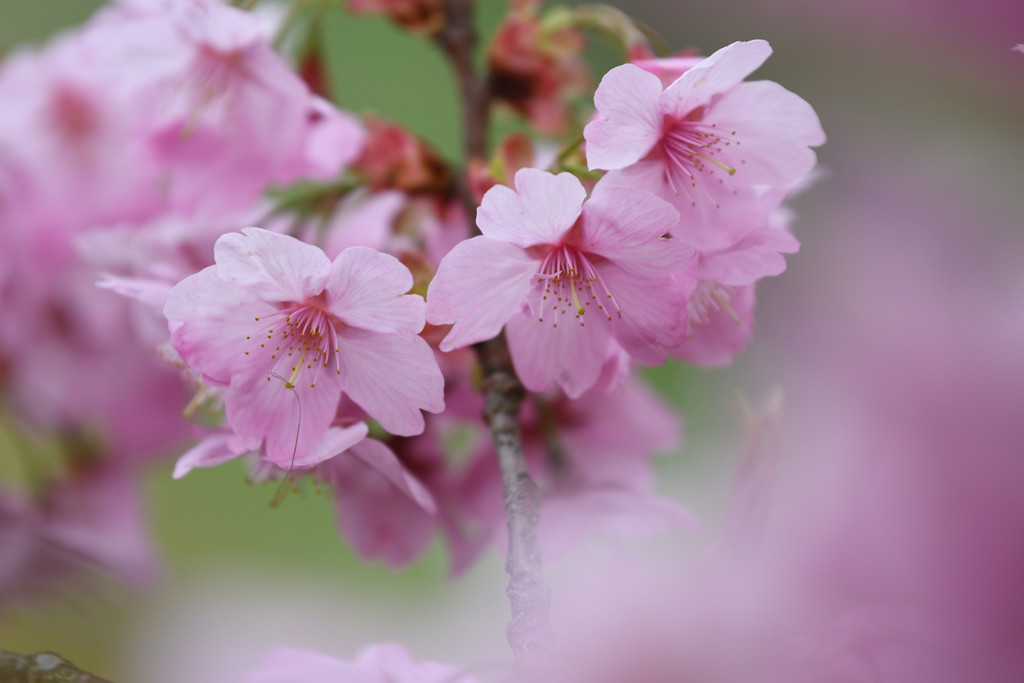 横浜緋桜