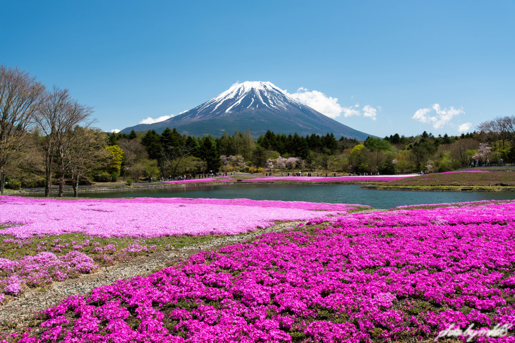 富士芝桜