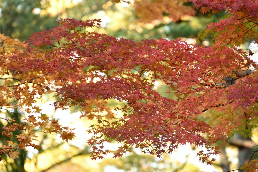 Autumn colors 1
