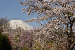 忍野の春