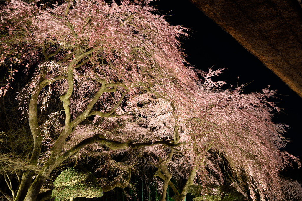 夜桜２