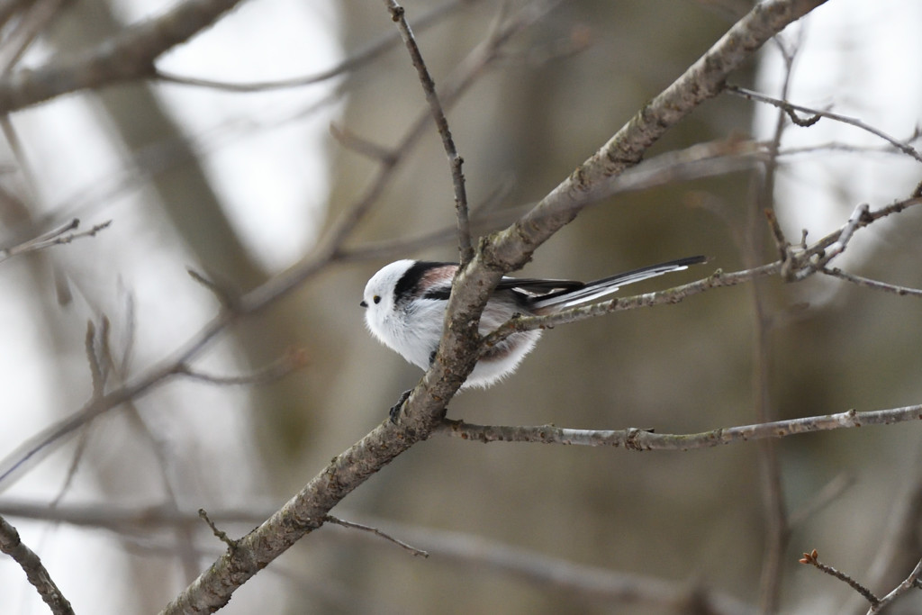 シマエナガちゃん