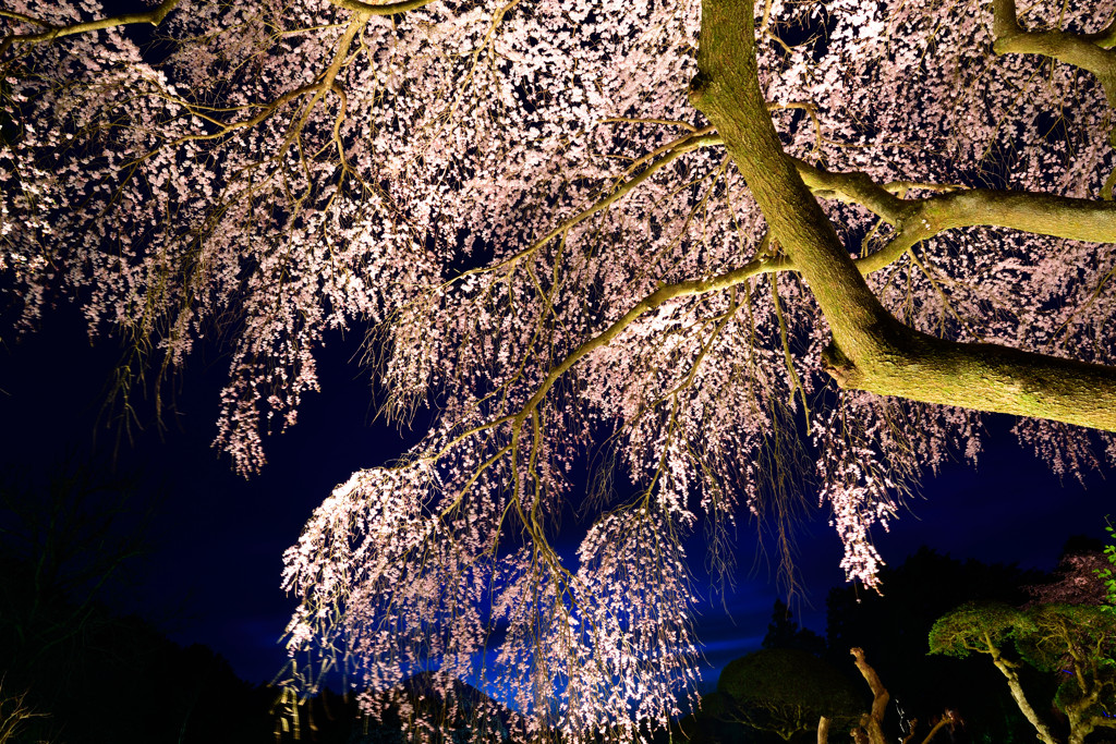夜桜３