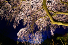 夜桜３