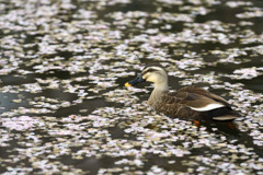 花筏とカルガモ