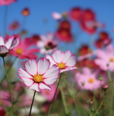 秋桜1