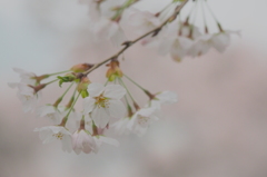 恋心