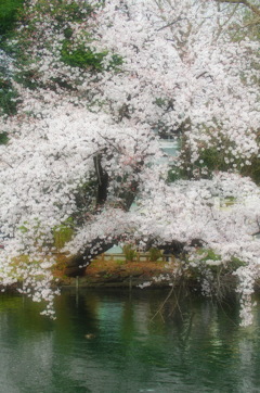 満開の水辺