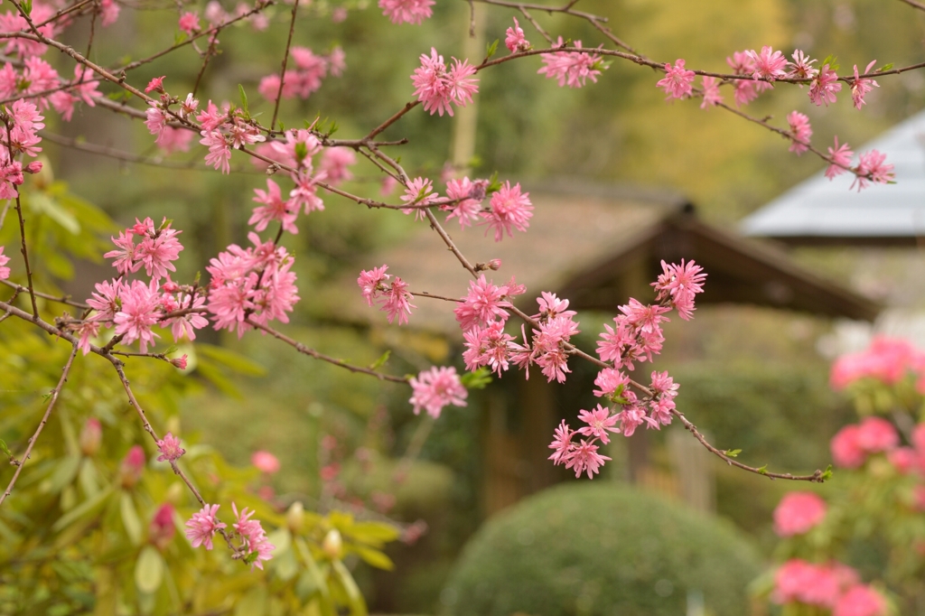 花香る庭