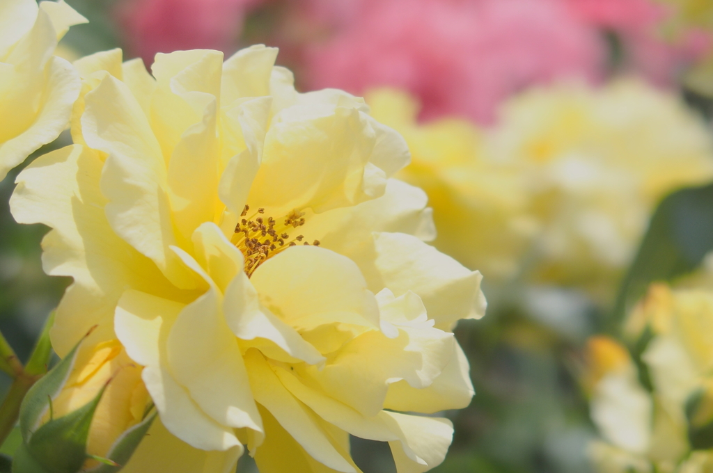黄薔薇