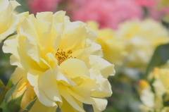 黄薔薇