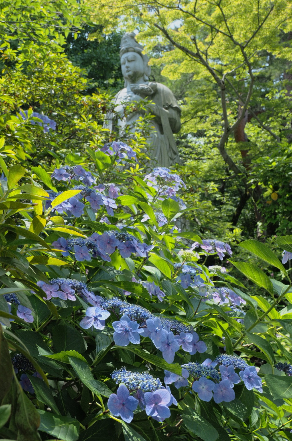 紫陽花と観音様