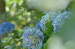 木陰に咲く