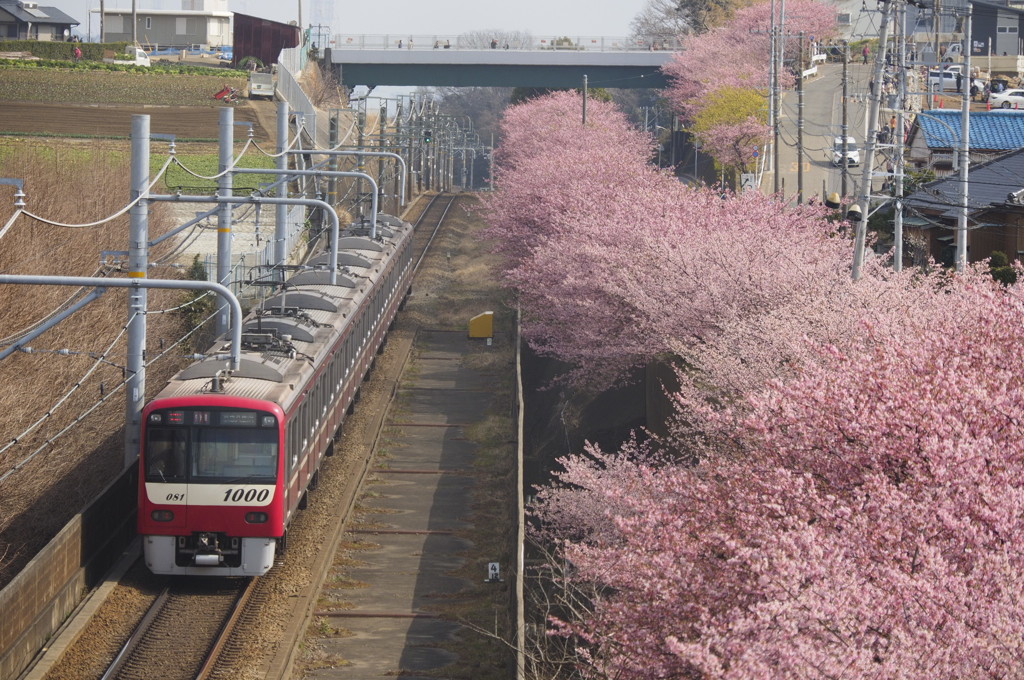 京急の春