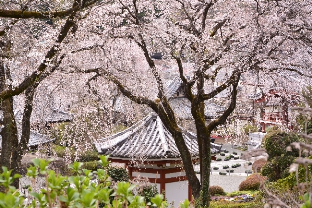 桜注ぐ寺