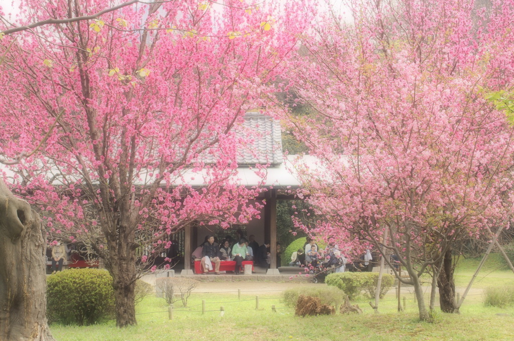 花よりお弁当