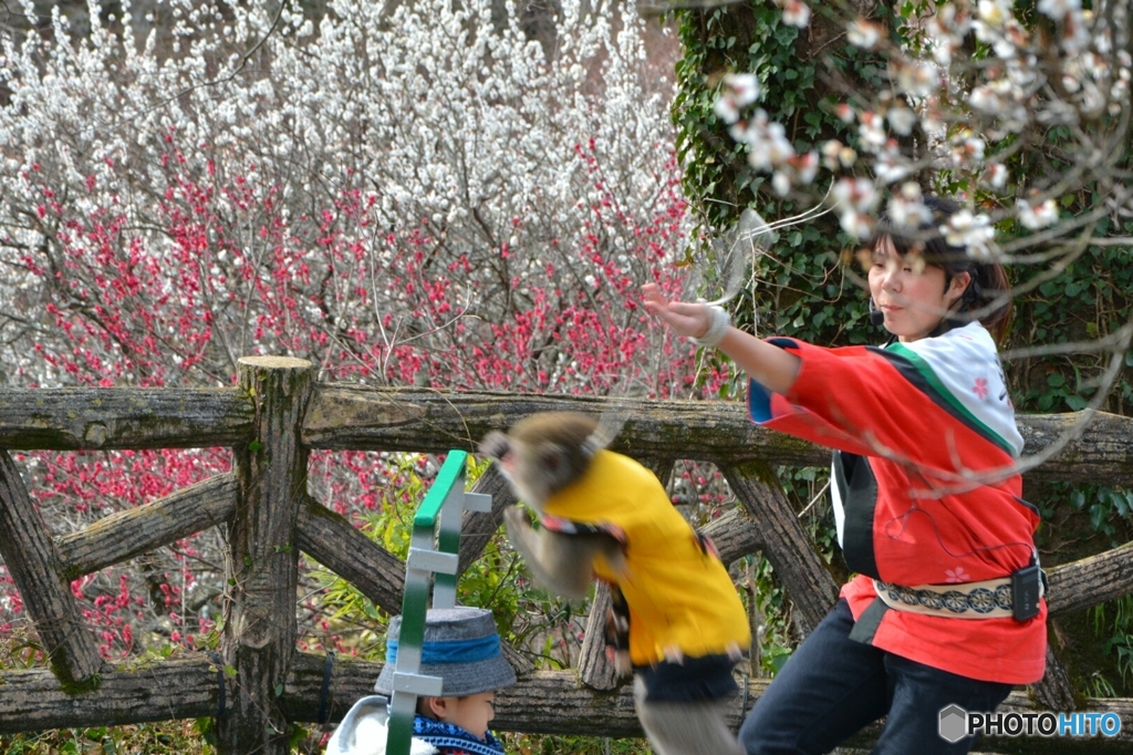 SARU-MAWASHI