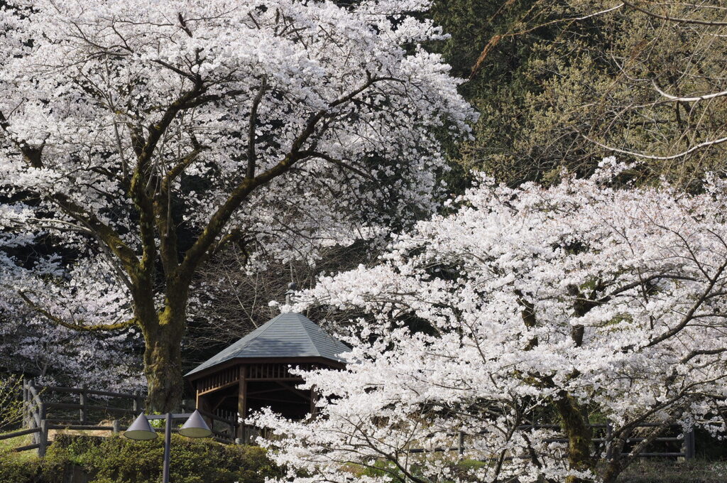 桜見の丘