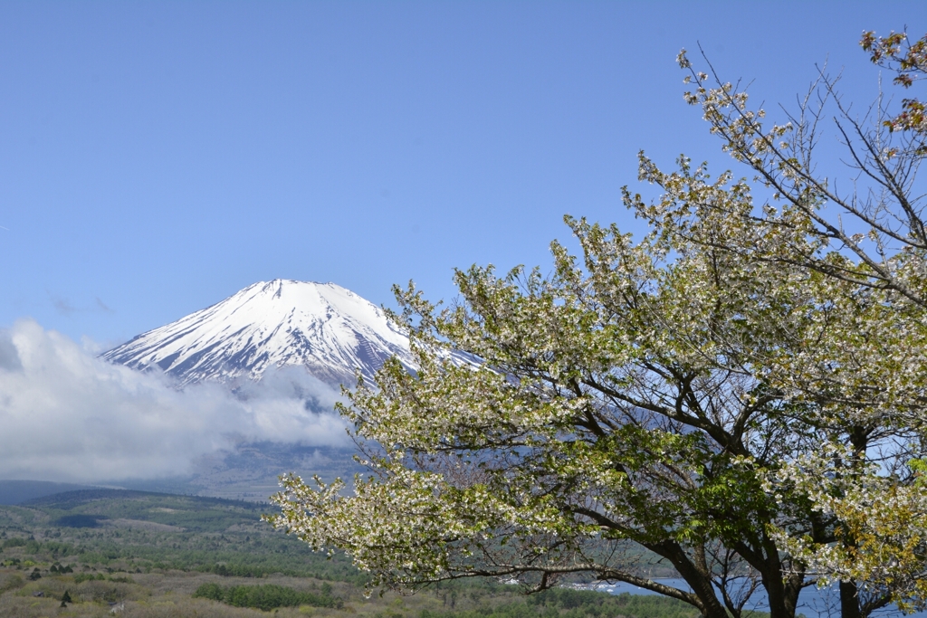 なごり春