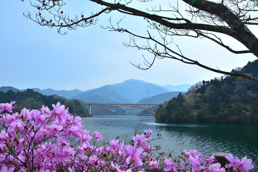 春の宮ヶ瀬湖