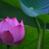 望み