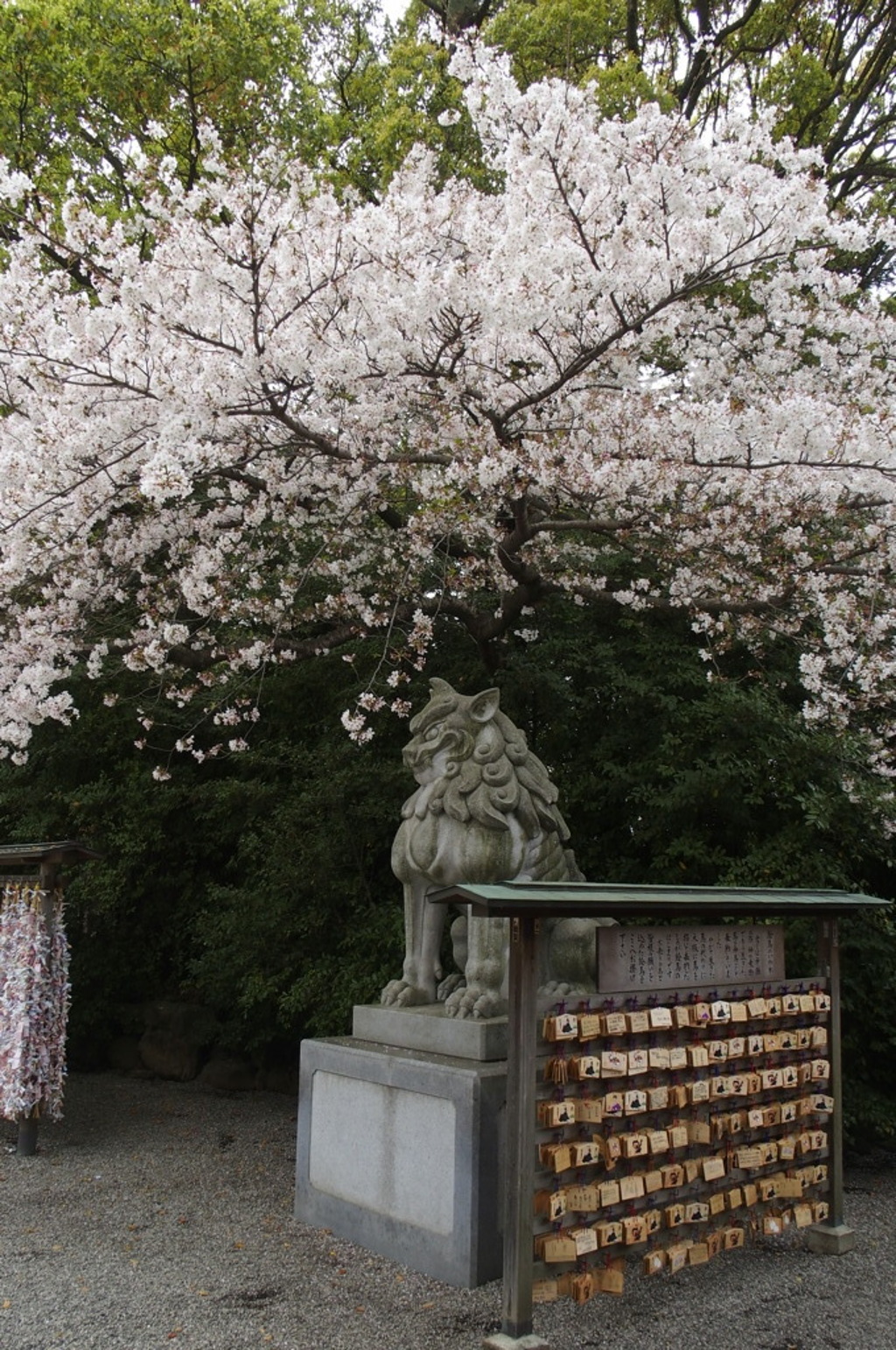 桜の下で